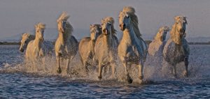Sarah Cail Horses